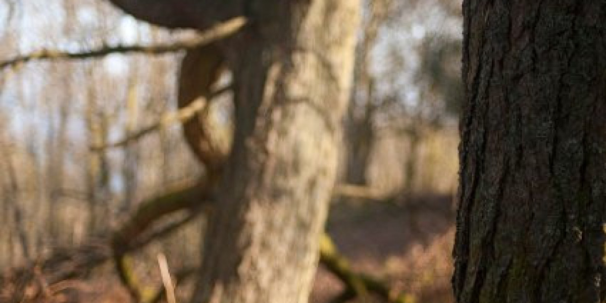 Rocket Play Casino 2025 Bonuses, Games & Crypto Payments